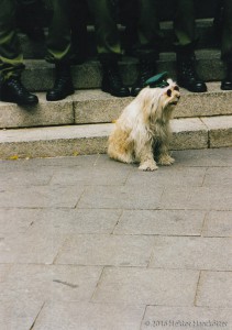 Kölner Polizei ist auf den Hunde gekommen? (Foto: Haarkötter)